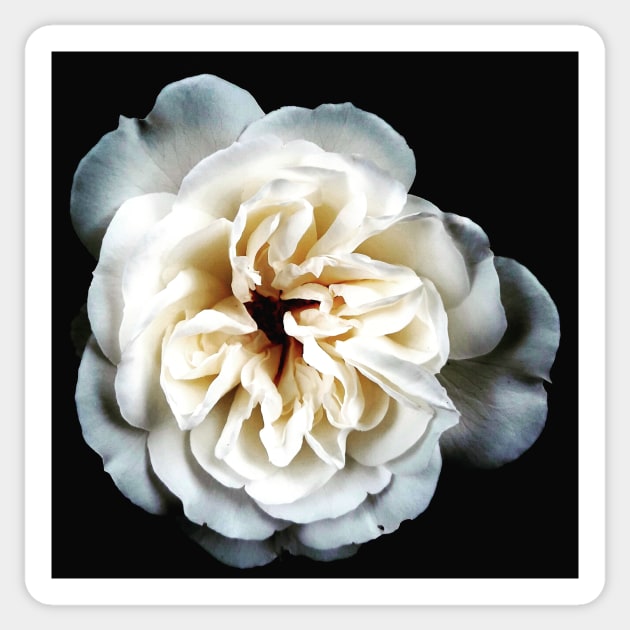 White Rose on Black Sticker by Signe23